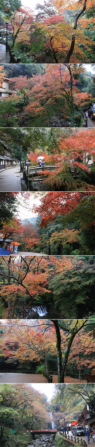 箕面公園の紅葉