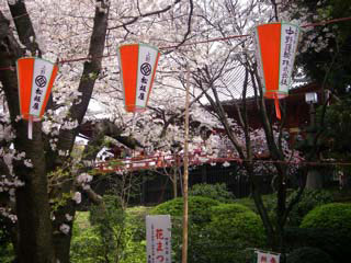 上野公園花見