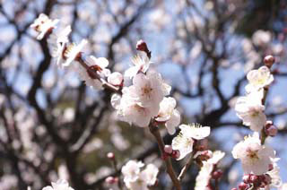 Hanami at Ikegami Garden