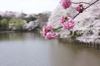 三ッ池公園でお花見