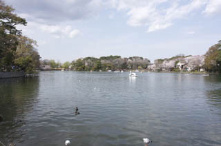 Hanami at Senzoku Pond Park