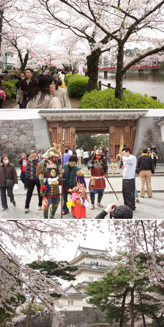 Hanami at Odawara Castle