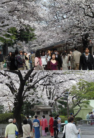 Hanami at Yasukuni Shrine