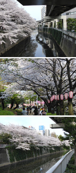 江戸川公園で花見