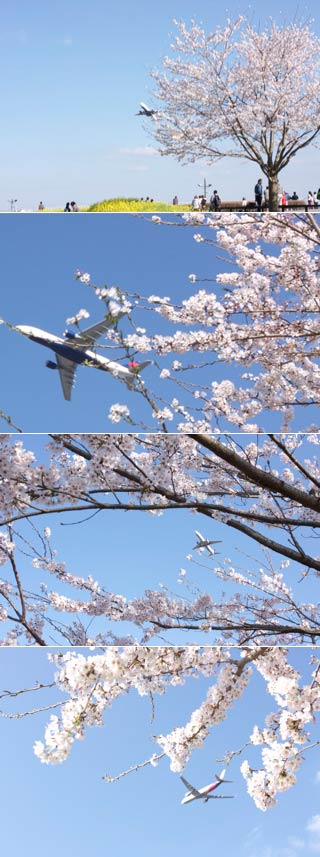 さくらの山公園