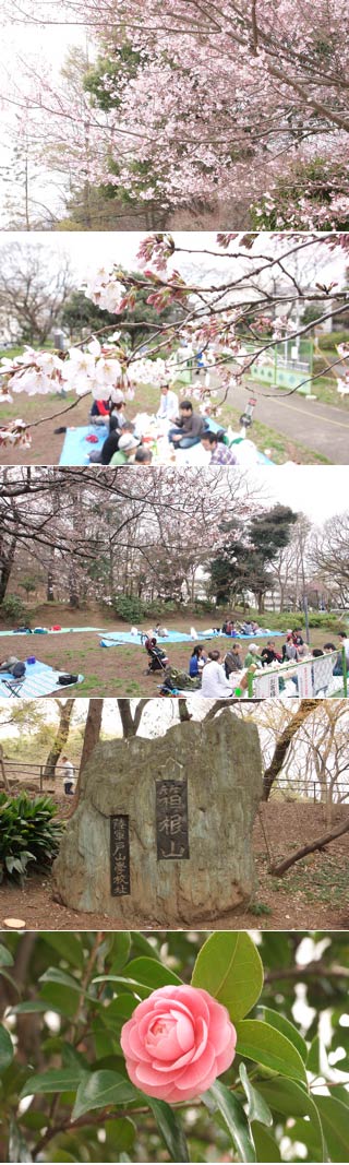Hanami at Toyama Park