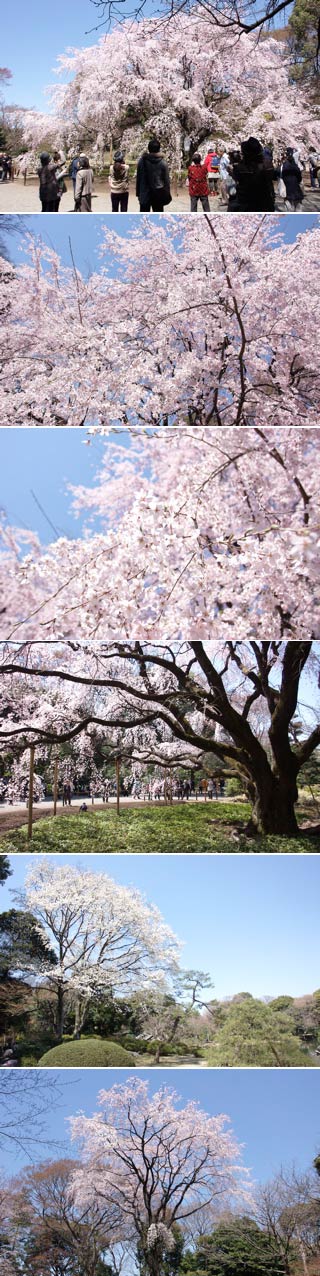 Hanami at Rikugien