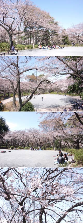 Hanami at Mitsuzawa Park