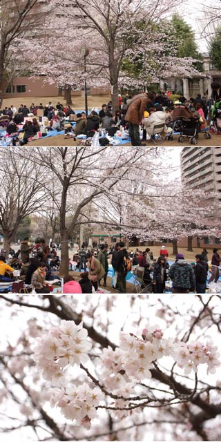 Hanami at Araiyakushi Park