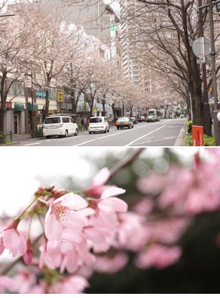 Hanami at Nakano Street