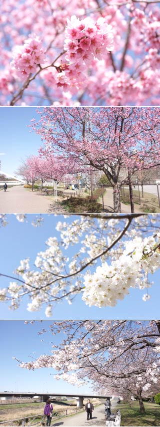 Shinyokohama Ekimae Park