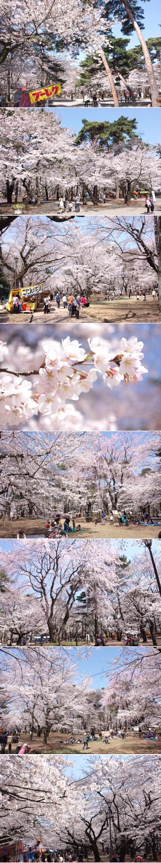 大宮公園で花見