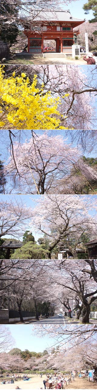 Hanami at Shimizu Park