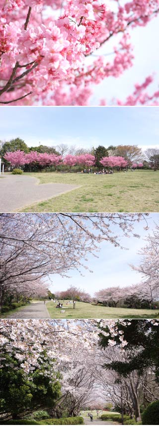 本牧山頂公園