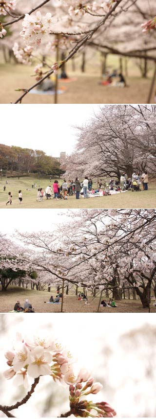 Hanami at Negishi Shinrin Park