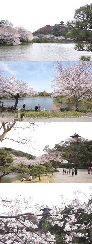 Hanami at Sankeien Garden