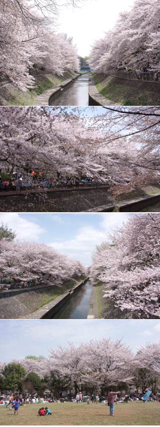 Zenpukuji River Green Park