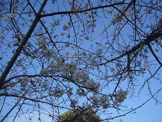 Hanami at Okayama Castle Ujo park