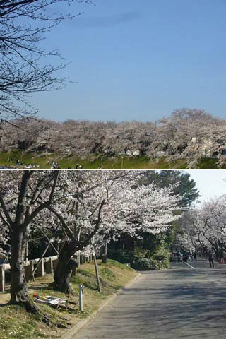 Asahi River Sakura Road