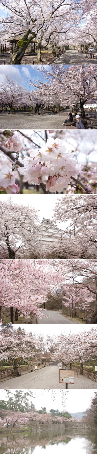 Hanami at Wakamatsu Castle