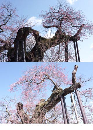 米沢の千歳桜