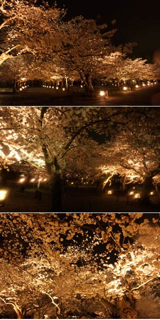 鶴ヶ城の夜桜