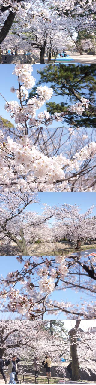 Hanami at Shukugawa Park