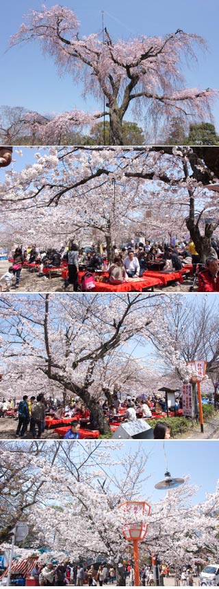 円山公園の桜