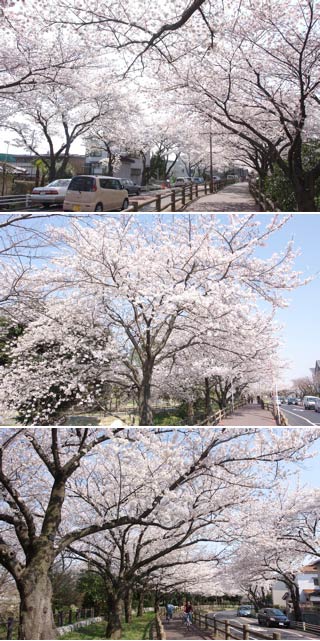 水元公園の桜