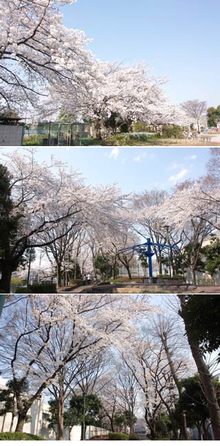 水元中央公園の桜