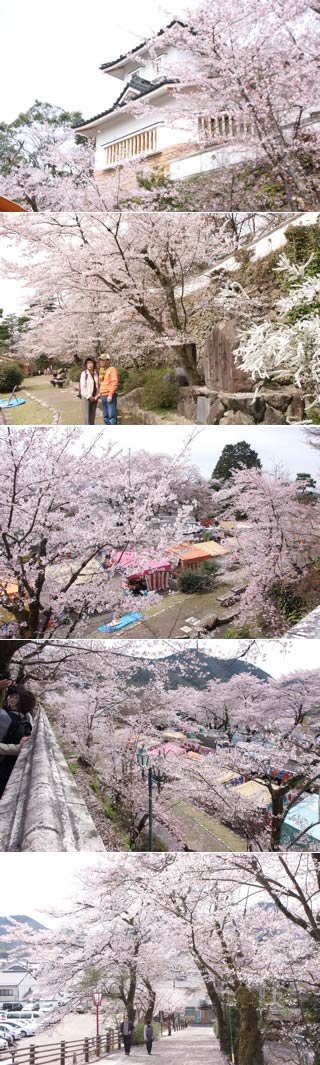 小倉公園で花見