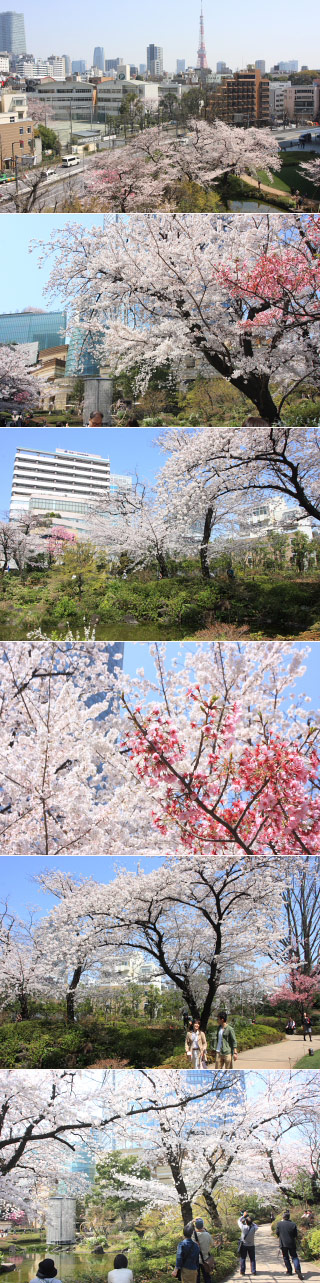 毛利庭園の桜