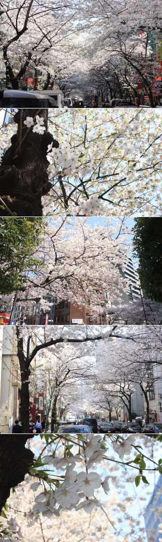 Sakura in Yaesu Street