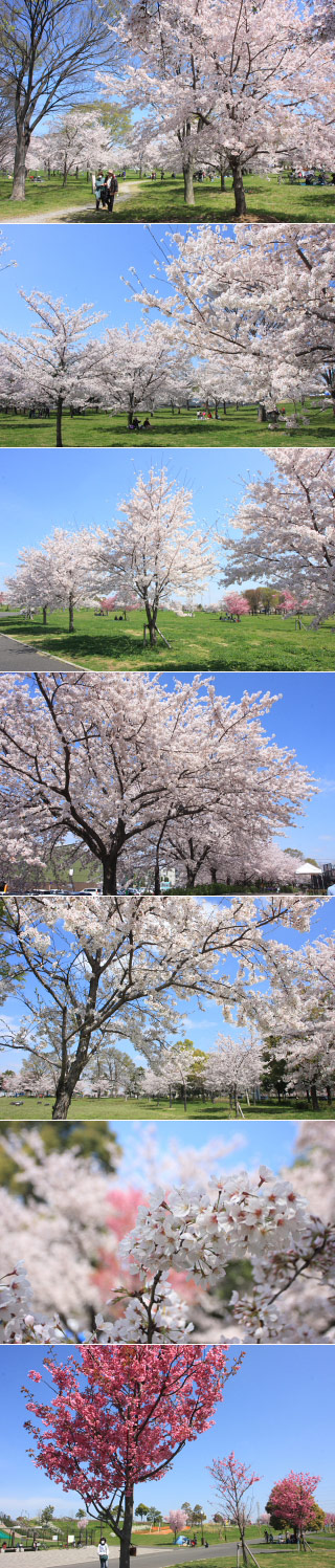 舎人公園の花見