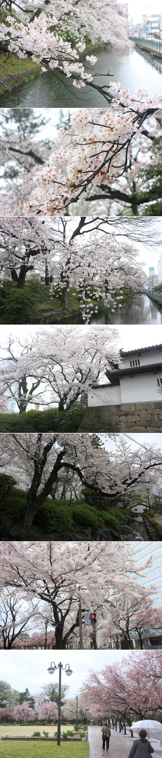 高崎城址公園の桜