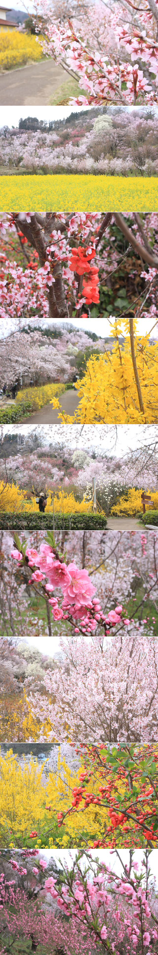 花見山