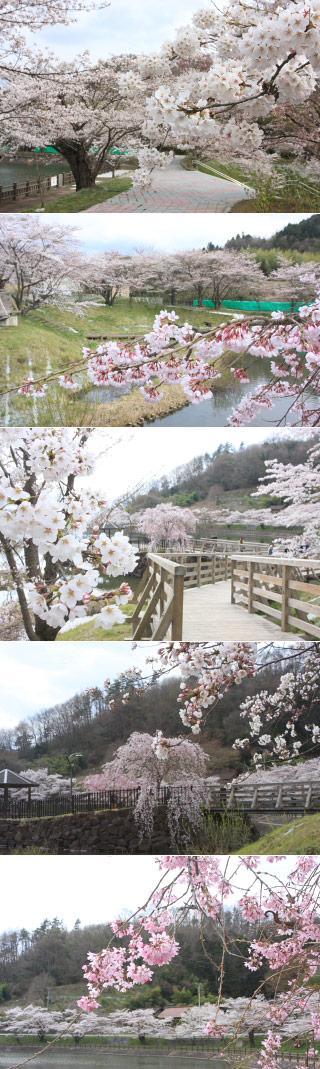 Omorishiroyama Park Hanami