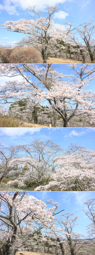 桜平山公園の桜