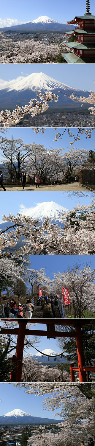 Sakura, Mt.Fuji & Pagoda