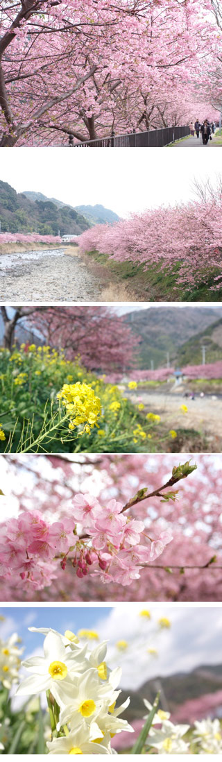 河津樱花