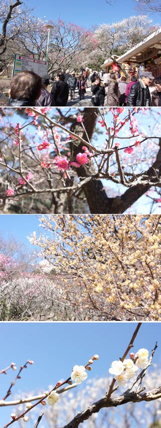 Atami Plum Garden