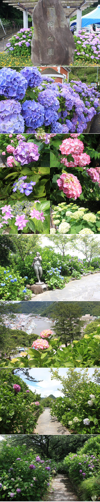 Hydrangea in Shimoda park 