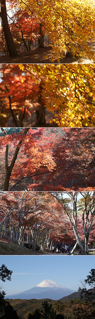 Koyo at Shuzenji Nature Park