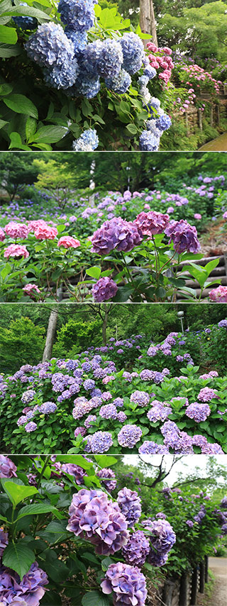 Hydrangea at Akiba Park