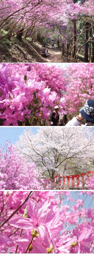 岩根山杜鹃花公园