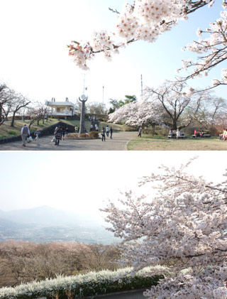 Hanami at Minoyama Park