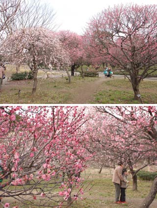 Koshigaya Plum Park