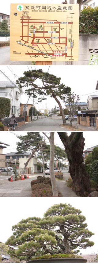 Bonsai Village