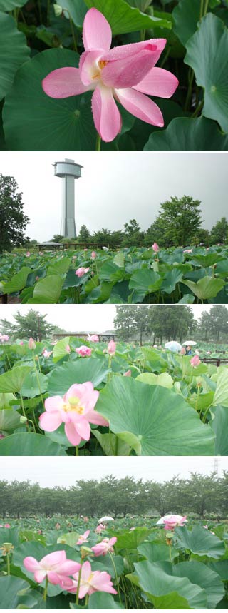 The home land of Oga Lotus
