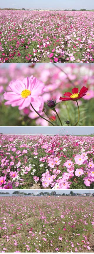 Ara River Cosmos Road